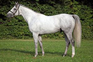 Stallion Santiago. Foto: Gestüt Hof Vesterberg - Sorge