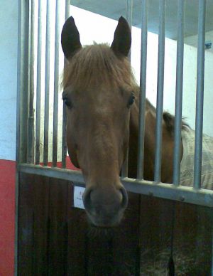 Egon ... wo bleibt der Trainer? www.stall-domstadt.de 