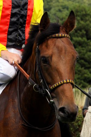 Glad Panther bei der Henkel-Trophy 2010. Foto Sandra Scherning