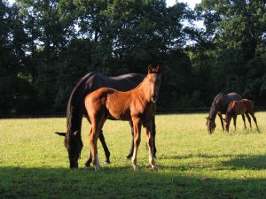 Krokant (Boreal - Kettwig) im Sommer 09