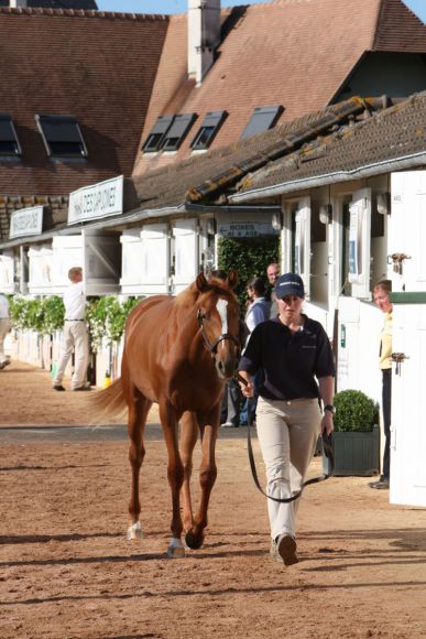 Jährling praesentiert vom Haras de Fresnay-le-Buffard. www.arqana.com 