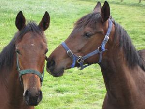 2009-05 Leo Minor (rechts) 