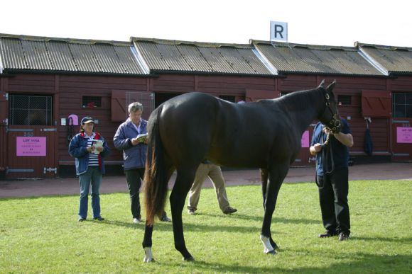 Sir Michael Stoute Viewing bei einer Tattersalls-Auktion. www.tattersalls.com 