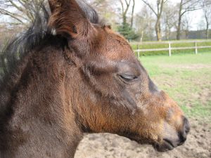 2009-04 - steife Brise