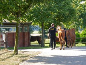 Die jungen Stuten werden in die Führmaschine verfrachtet. Foto: Karina Strübbe