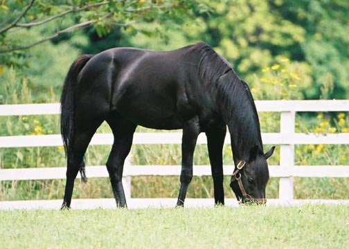 A Magicman im Lex Stud in Japan. Foto Gestüt