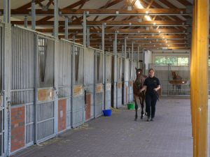 Die künftige Auszubildende Sina Pulger führt einen Jährling durch den luftigen Stall. Foto: Karina Strübbe