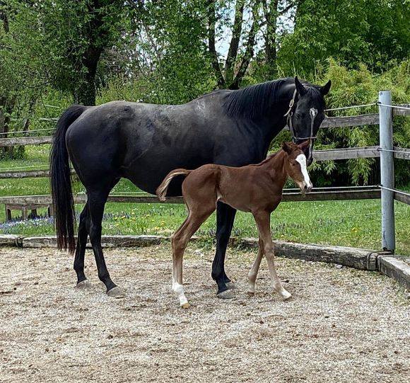 Bunt und groß: So beschreibt man im Gestüt Jettenhausen das am 28.4. geborene Stutfohlen der Aliana (Singspiel). Vater ist der Etzeaner Stallion Amaron, als Züchter zeichnet der Stall Logo. - Foto: privat