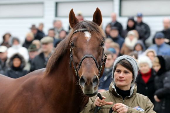 Amaron beim Züchtertreff im Gestüt Röttgen 2019. Foto: Dr. Jens Fuchs