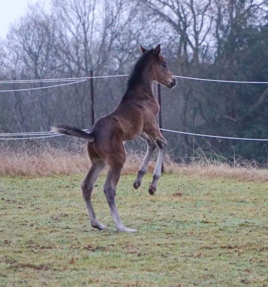 Hoch hinaus: Auf zwei Beinen ist man schneller groß und kann gucken, was hinter dem Zaun so läuft - das mag sich der pfiffige Tai Chi-Sohn der Anna Bellamy (Züchter: Claus Thomas) vielleicht gerade denken - Foto: privat