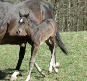 Zwei Tage altes Stutfohlen namens Aramea von Kamsin aus der Activa. Foto: Sheila Audörsch