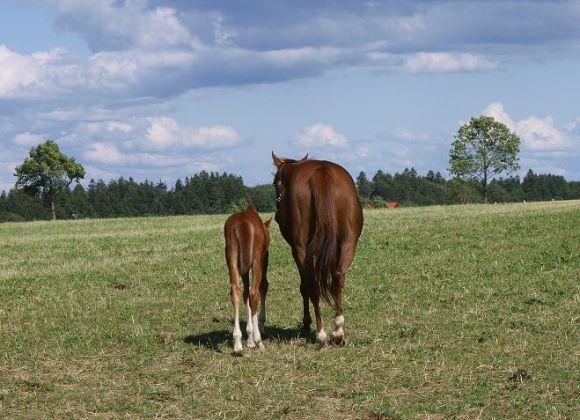 Auenprincess (r.) und Amorous Adventure. Foto: Ulrike Feill