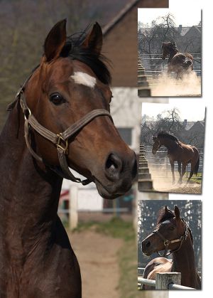 Stallion Doyen im Frühjahr 2011 im Gestüt Auenquelle. www.dequia.de - Silvia Göldner