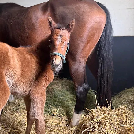 Al Shaqab hat die ersten Fohlen des mehrfachen Gruppe-Siegers Lusail (Mehmas) vermeldet. Unser Bild zeigt eine Stute aus der Listensiegerin und mehrfach gruppeplatziert gelaufenen Baileys Showgirl (Sepoy), zur Welt gekommen im Haras de Trois Chapelles: Der Gimcrack Stakes (Gr. II)- und July Stakes (Gr. II)-Sieger Lusail deckt im zweiten Jahr im Haras de Bouquetot in der Normandie. Foto: privat