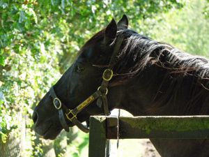 Stallion Big Bad Bob. Foto: Karina Strübbe