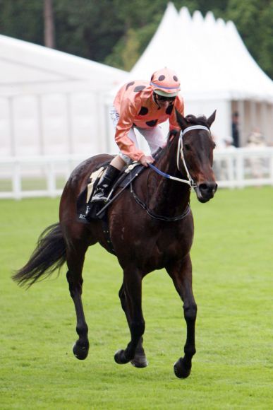 Beendete ihre Rennkarriere und wechselt nach 25 Siegen ungeschlagen in die Zucht: Black Caviar: www.galoppfoto.de - Sandra Scherning