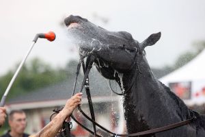 Brrrrr...... ein Pferd wird nach dem Rennen abgeduscht. www.galoppfoto.de - Frank Sorge