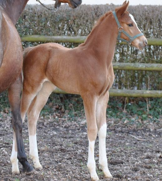 Ähnlichkeiten mit dem Vater sind nicht zu verleugnen: Dalmore v. Lord of England aus der Dissi. Foto privat.jpg