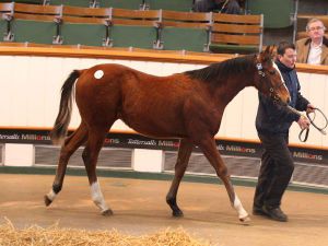 Ein Stauffenberg-Kauf: Das 160.000gns-Rekordfohlen von Champs Elysees. www.tattersalls.com