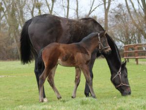 Das erste Le Havre-Fohlen 2011, ein am 20.01. im Haras de la Cauvinière geb. Hengsfohlen a. d. Dansili-Stute Dasani. Foto privat