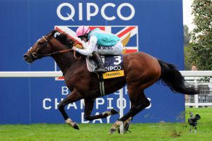 Superstar Frankel - hier bei seinem 14. und letzten Sieg in den Qipco Champion Stakes - wechselt ungeschlagen ins Gestüt