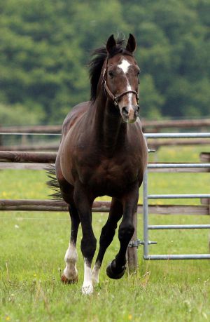 Dashing Blade im Sommer 2012 im Galopp auf der Koppel im Gestüt Etzean. www.galoppfoto.de - Frank Sorge