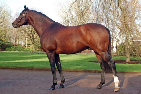 Der Champion: Galileo im Coolmore Stud, ihm zur Seite stehen gleich vier seiner erfolgreichen Söhne. www.galoppfoto.de - John James Clark