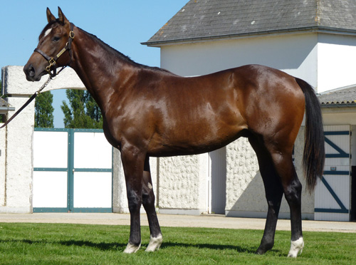 Lot 11: Der Karlshofer Samum-Sohn Liebesbrief. www.arqana.com