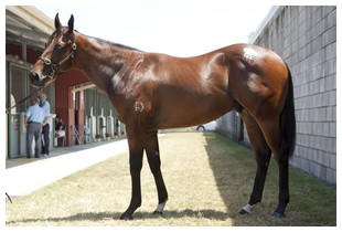 Der Salestopper von Fastnet Rock. www.magicmillions.com