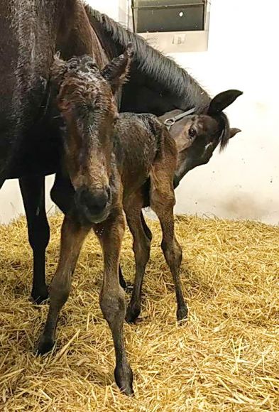 Ton in Ton: Vorerst einmal Mama Diaccias Farbe hat sich der kleine Harzand-Hengst ausgesucht, der am 29.1. im Gestüt Ebbesloh zur Welt kam - Foto: privat