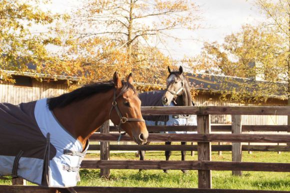 Die ersten Deckhengst im Haras de Bouquetot: Planteur und StyleVendome. Foto: Al Shaqab Racing