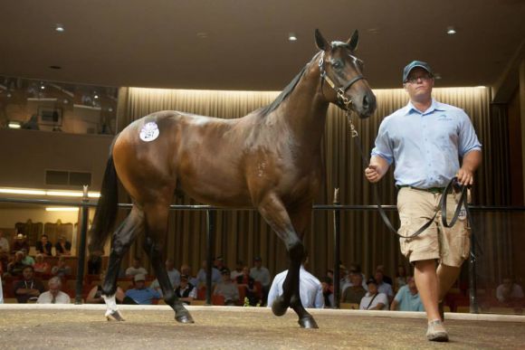 Dieser Equiano-Hengst erzielte A$420.000. Foto: Inglis