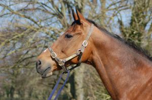 Die "Queen of Speed" Lochsong. Foto: John-James Clark