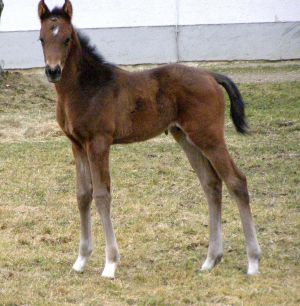 Ein am 30.01. im Gestüt Isarland geborenes Stutfohlen v. Desert Prince a. d. Ophelia Sun, Besitzer Dr. St. Oschmann. Foto Gestüt