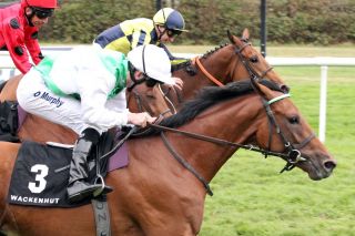 Ein Kandidat für das IDEE 150. Deutsche Derby: Quest the Moon mit Oisin Murphy gewinnt das Zukunftsrennen. www.galoppfoto.de - Sabine Brose