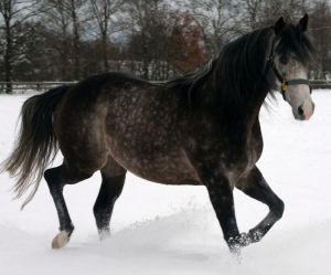 Stallion Eletric Beat im  Gestüt DIRECTA. 