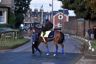 Die vierbeinige Queen unterwegs: Enable auf dem Weg zur Trainingsbahn in Newmarket. www.galoppfoto.de - Jimmy Clark