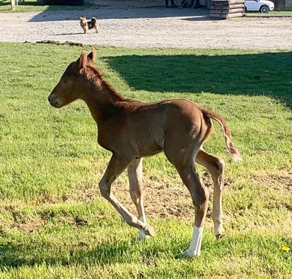 Gut bewacht: von Hund Jack wird das am 23.3. in Frankreich geborene Hengstfohlen der Epona (Shirocco). Züchter der Nachwuchshoffnung ist Harald Bischoff, der Vater des Fohlens Dschingis Secret - Foto: privat.