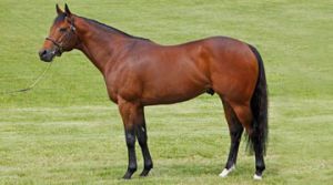 Stationiert im Newsells Park Stud