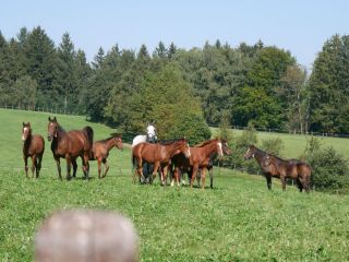 Mutterstuten mit Fohlen auf Gestüt Etzean. Foto: Karina Strübbe