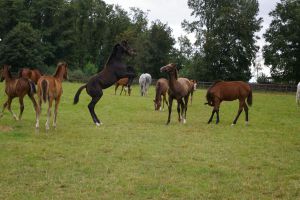 Der Nachwuchs auf der Koppel