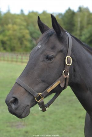 Gestüt Fährhof: La Vinchina( OasiaDream-La Virginia). Foto: Ursula Stüwe-Schmitz