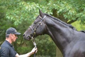 Gestüt Fährhof: Stallion Maxios an der Hand von Pavel Pytlik. Foto: Ursula Stüwe-Schmitz