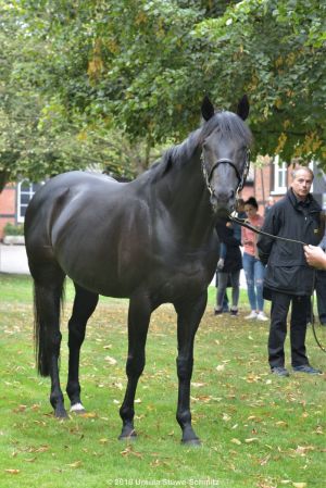 Gestüt Fährhof: Stallion Maxios, im Hintergrund Gestütsleiter Stefan Ullrich. Foto: Ursula Stüwe-Schmitz