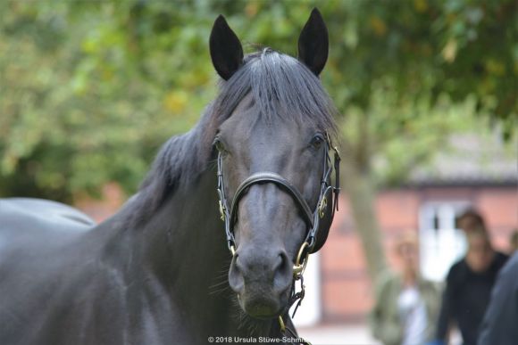 Gestüt Fährhof: Maxios im Porträt. Foto: Ursula Stüwe-Schmitz