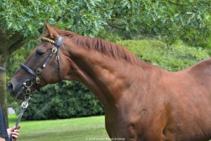 Gestüt Fährhof: Stallion Sabiango auch mit 20 Jahren noch in Topkondition. Foto: Ursula Stüwe-Schmitz