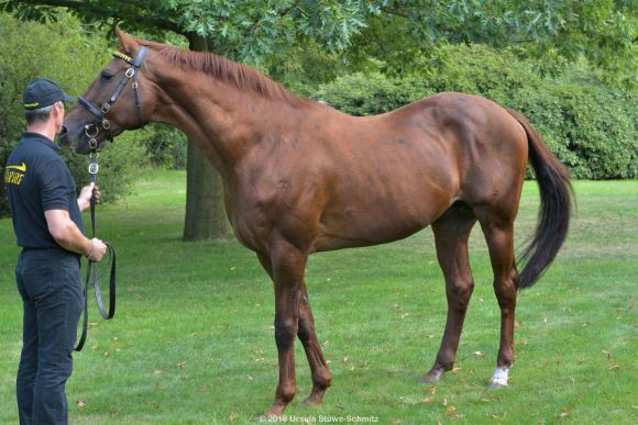 Gestüt Fährhof: Stallion Sabiango mit Pavel Pytlik. Foto: Ursula Stüwe-Schmitz