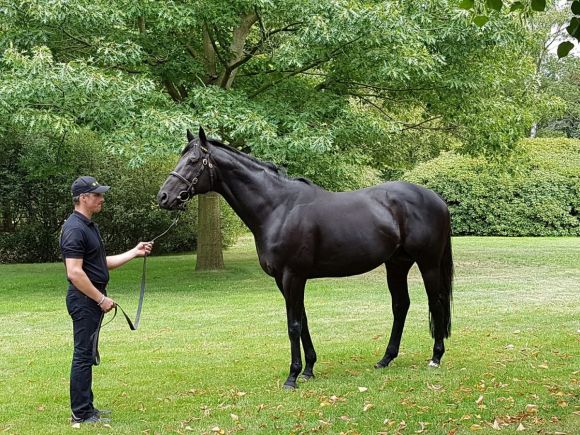 Gestüt Fährhof: Maxios an der Hand von Pavel Pytlik. Foto: Lisa Leipold