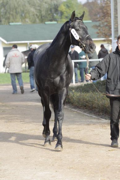 Gestüt Fährhof verkaufte diesen Silvano-Hengst für 32.000 Euro. Foto: Stephanie Gruttmann