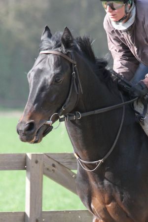 Gestüt Ittlingens Scalo läuft am Sonntag in Woodbine